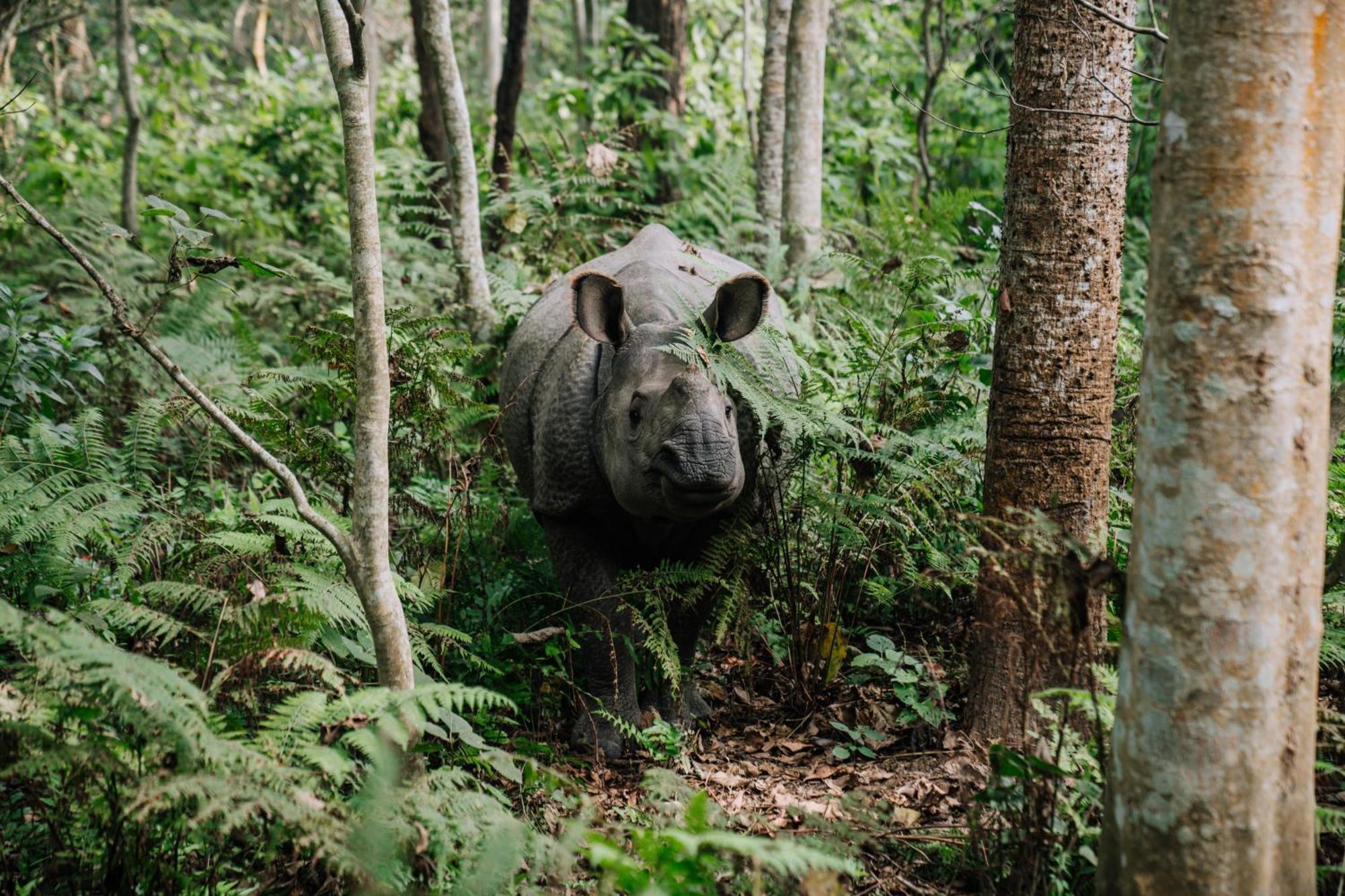 Kasara Chitwan Hotell Patlahara Eksteriør bilde